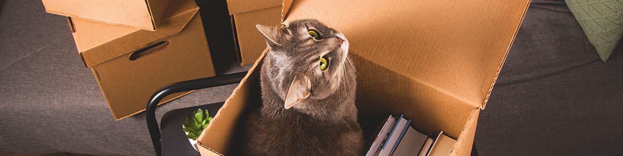 umzug_mit_haustieren_katze